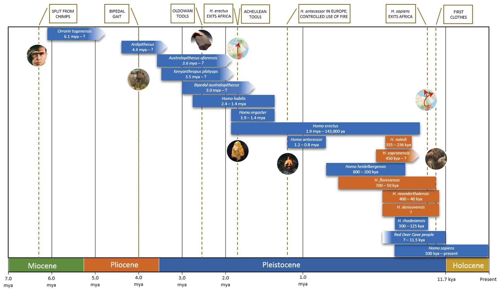 Figure 1: A rough overview of well-known hominin lineages