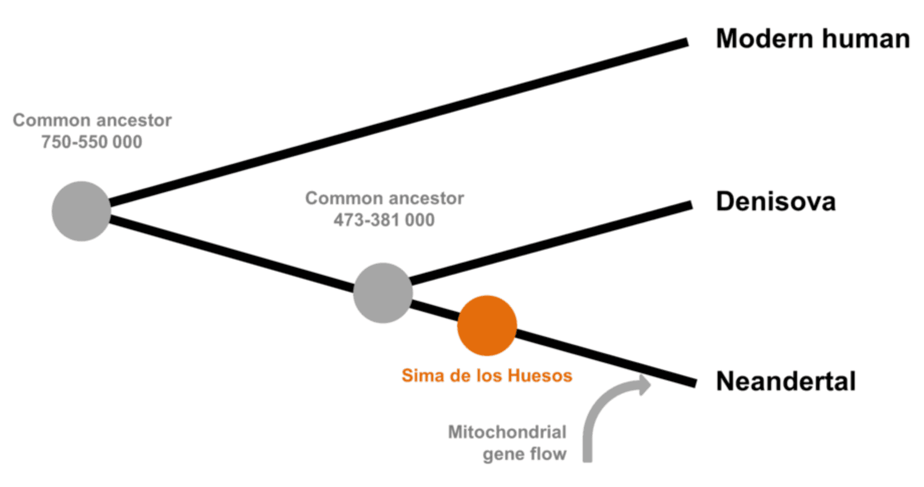 Figure 1: a simplified schematic of the evolutionary history of _Homo sapiens_, Neanderthals, Denisovans, and their proposed common ancestor
